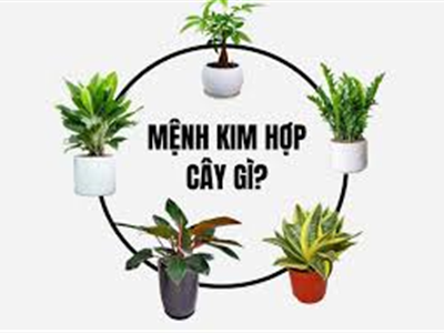 Mệnh Kim Nên Trồng Cây Gì Trước Nhà Để Đón Tài Lộc? 🏡✨ - Nhà đất Văn Minh